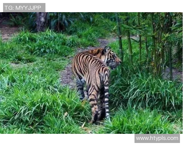 巴林虎与华南虎的生存之争探秘与保护现状分析